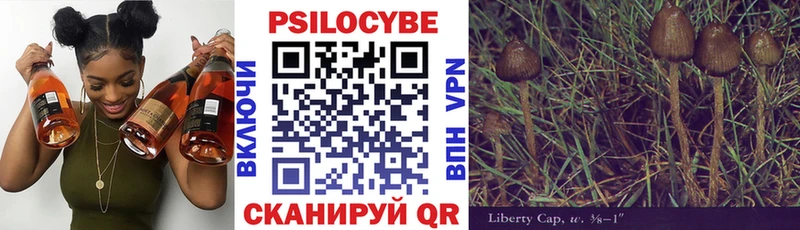 Купить  Петровск-Забайкальский  Псилоцибиновые грибы Psilocybe 